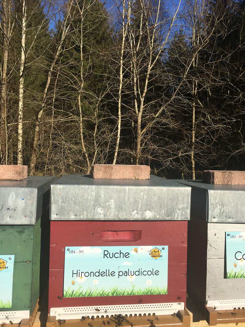 La ruche Hirondelle paludicole