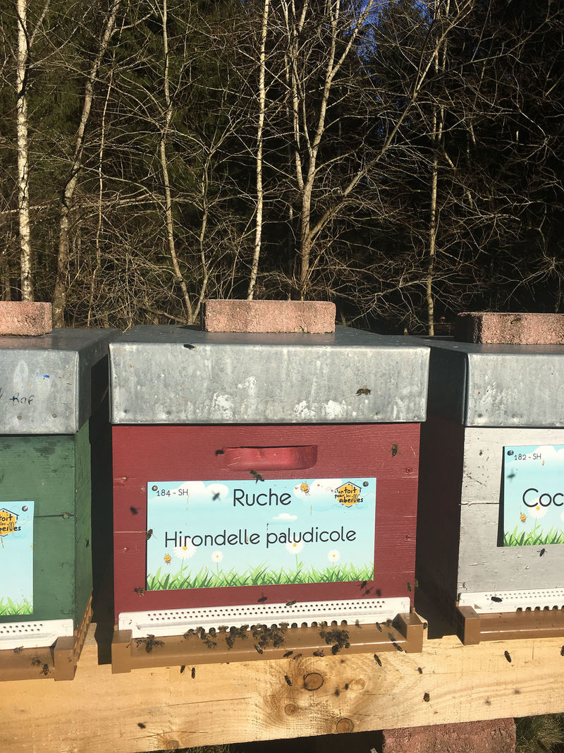 La ruche Hirondelle paludicole