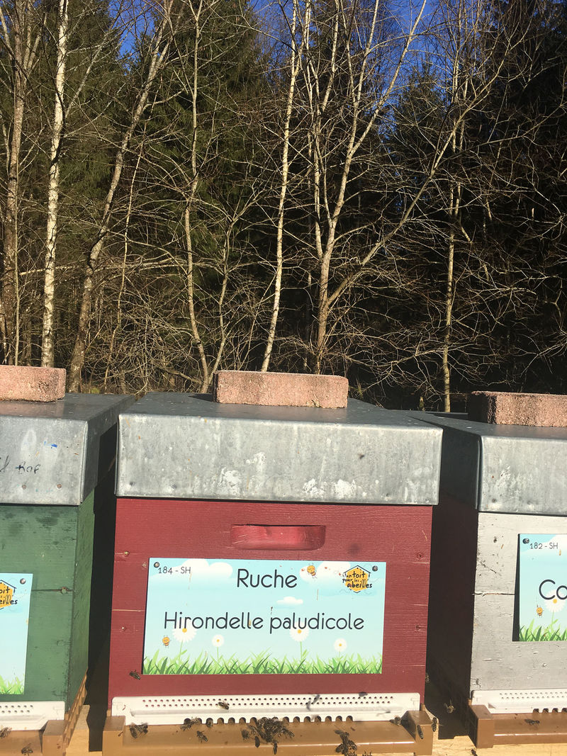 La ruche Hirondelle paludicole