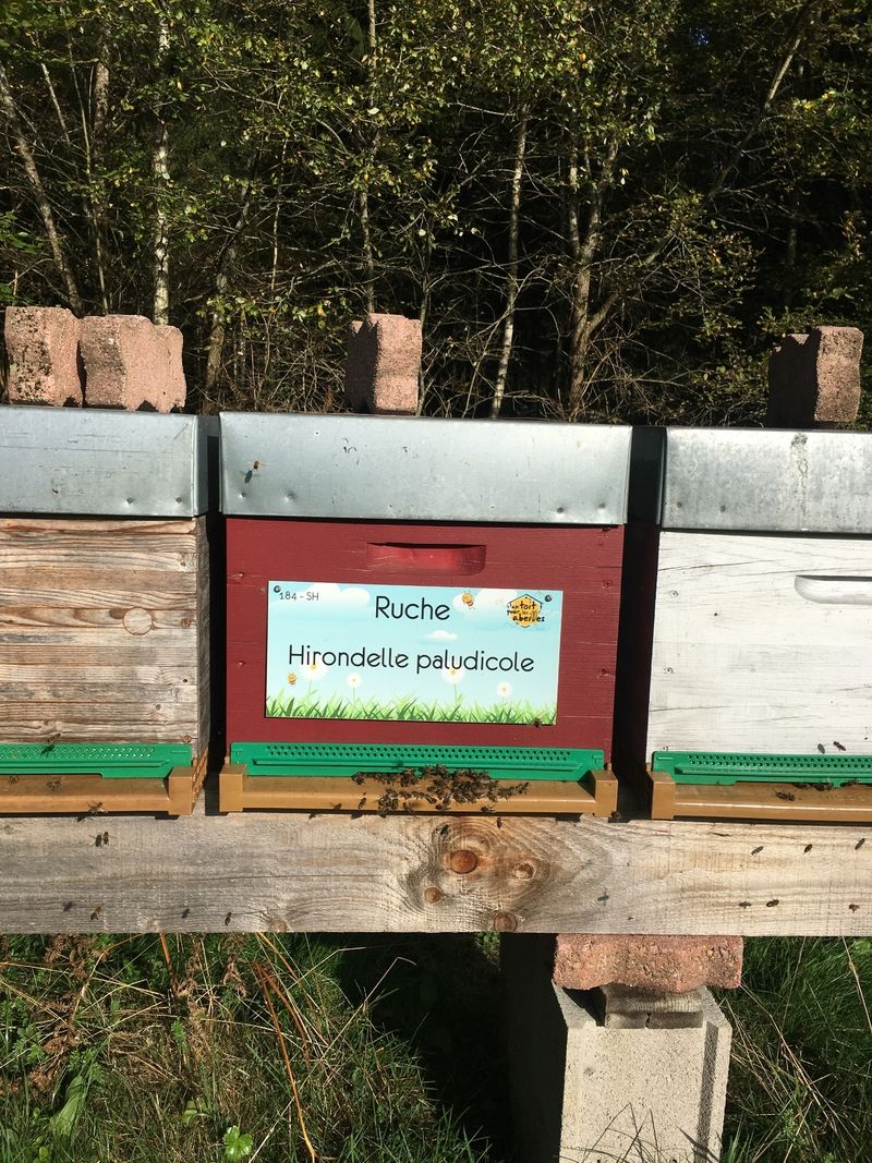 La ruche Hirondelle paludicole