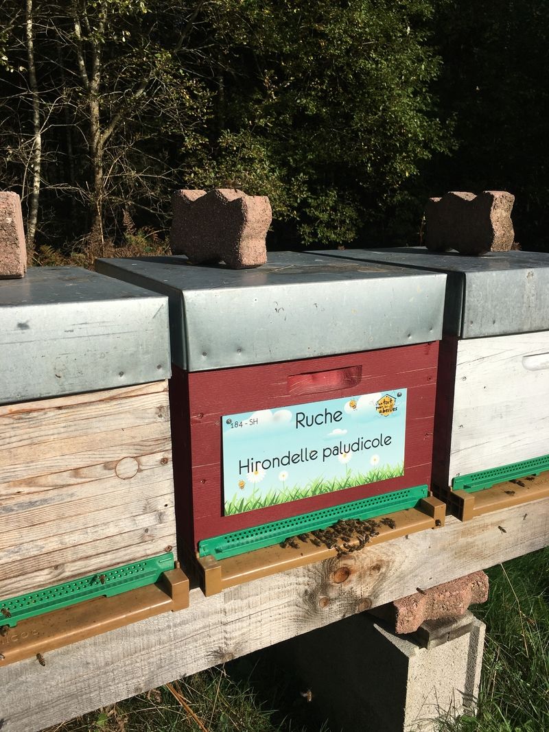 La ruche Hirondelle paludicole