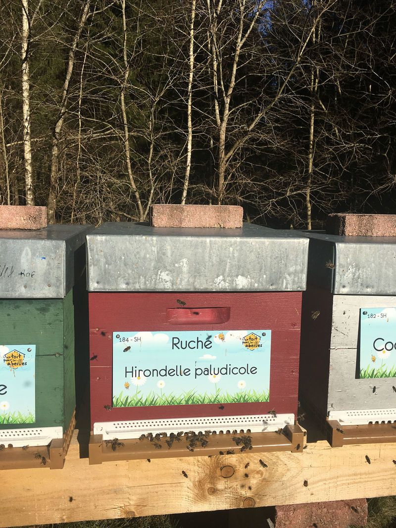 La ruche Hirondelle paludicole