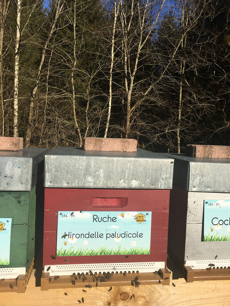 La ruche Hirondelle paludicole