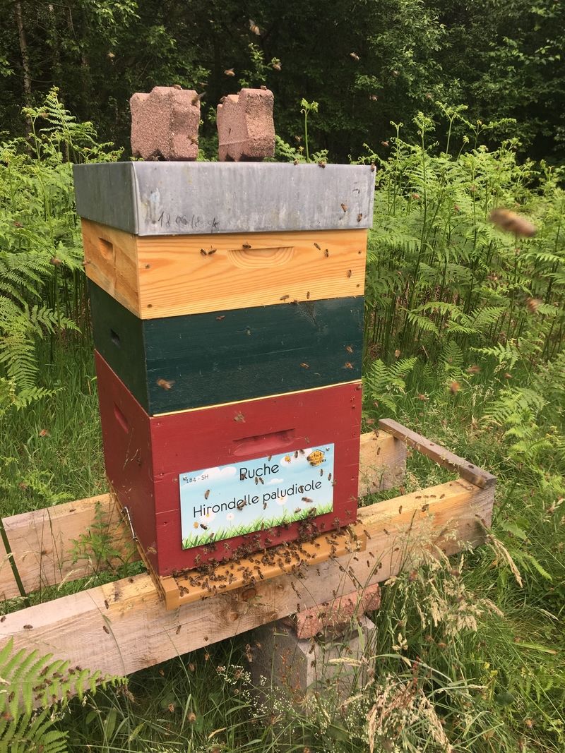 La ruche Hirondelle paludicole