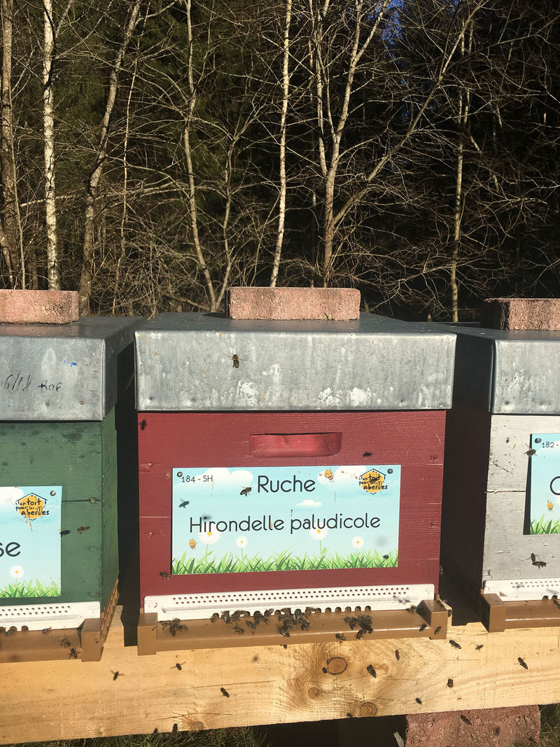 La ruche Hirondelle paludicole