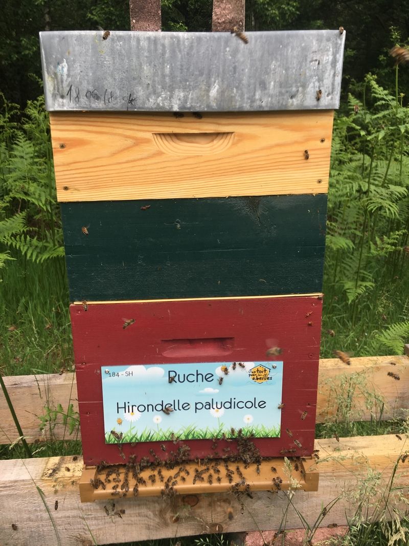 La ruche Hirondelle paludicole