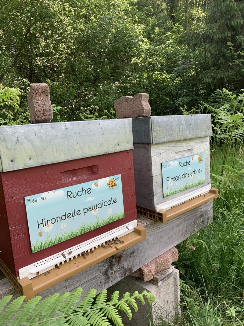 La ruche Hirondelle paludicole