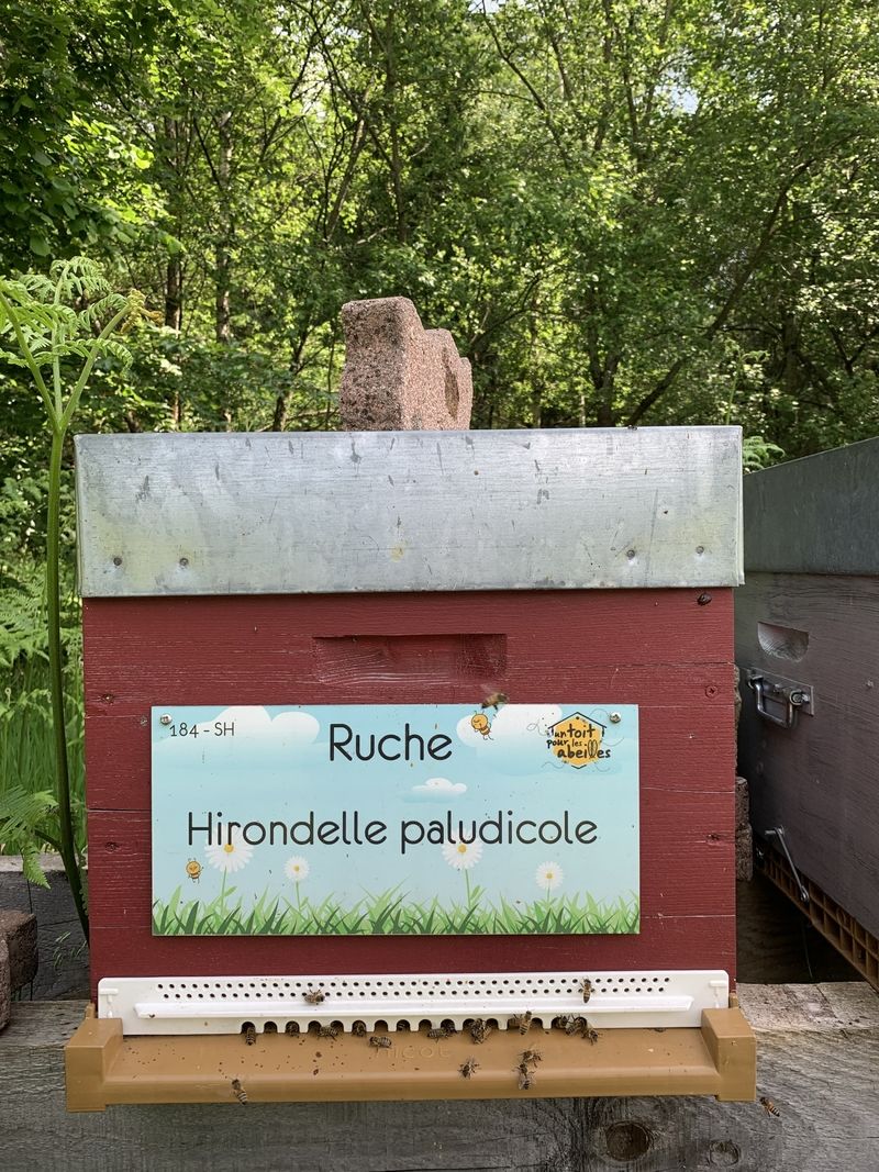 La ruche Hirondelle paludicole