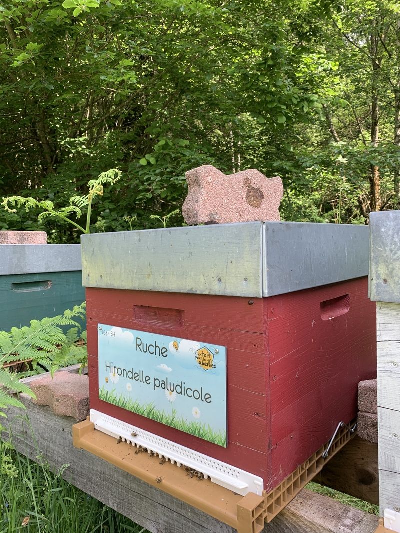 La ruche Hirondelle paludicole