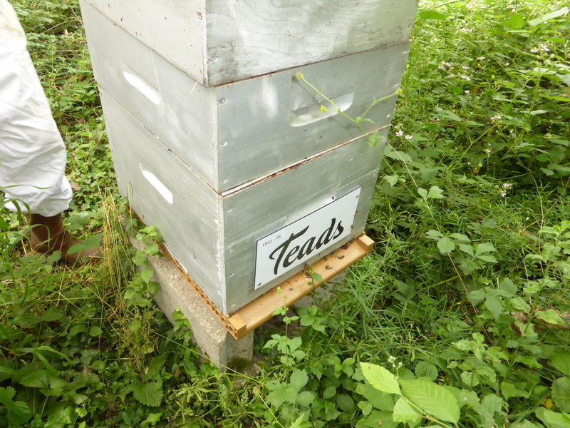 La ruche TEADS France