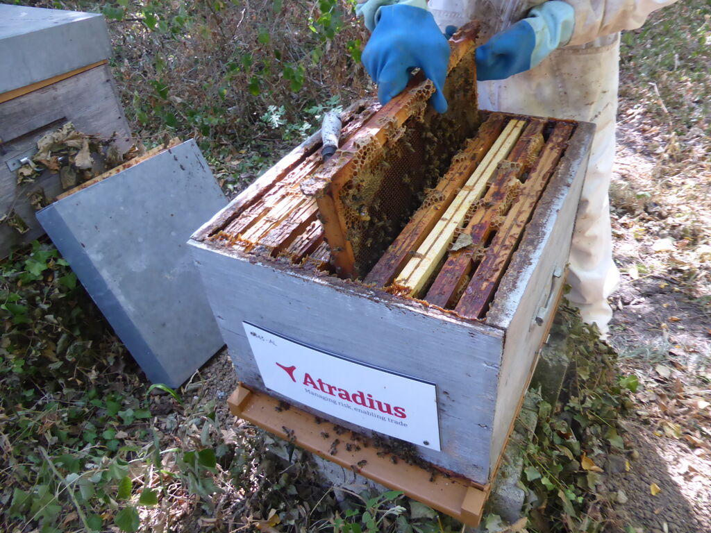 La ruche Atradius Crédito y Caucion SA (Atradius)