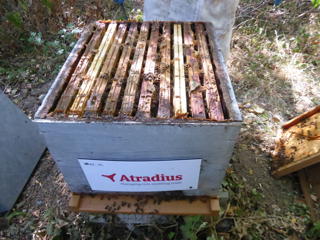 La ruche Atradius Crédito y Caucion SA (Atradius)