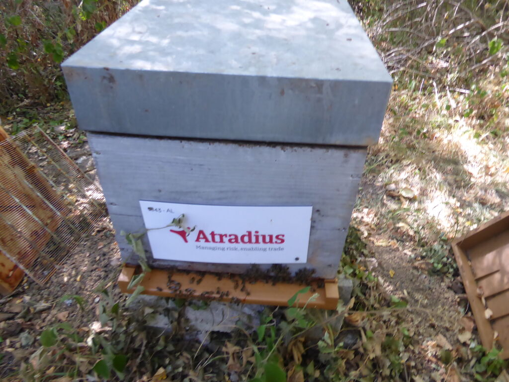 La ruche Atradius Crédito y Caucion SA (Atradius)