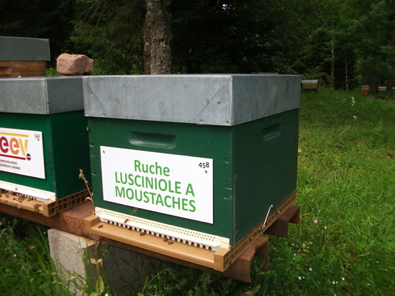 La ruche