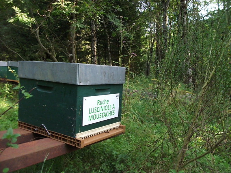 La ruche Lusciniole a moustaches