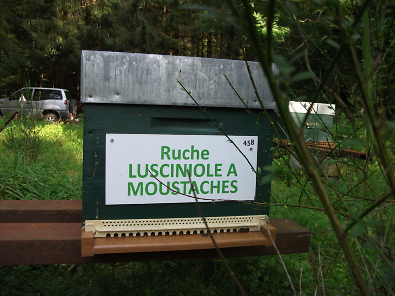 La ruche Lusciniole a moustaches