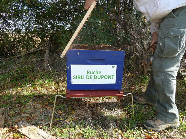 La ruche Lusciniole a moustaches