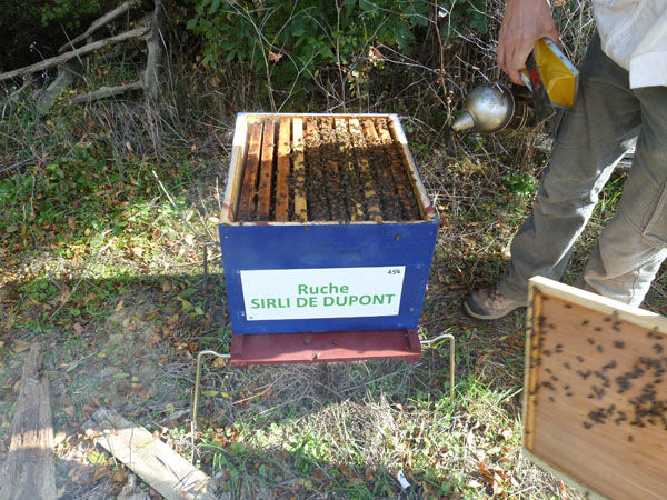 La ruche Lusciniole a moustaches