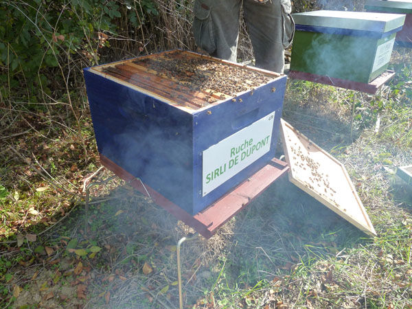 La ruche Lusciniole a moustaches