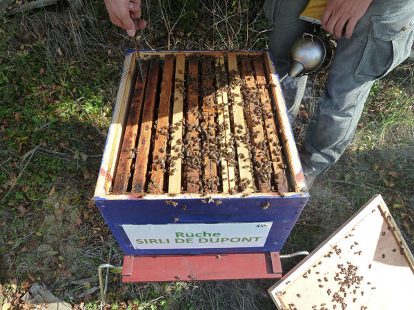 La ruche Lusciniole a moustaches