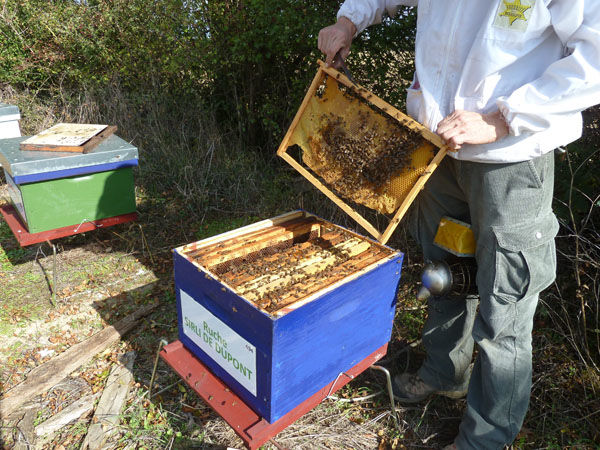 La ruche Lusciniole a moustaches