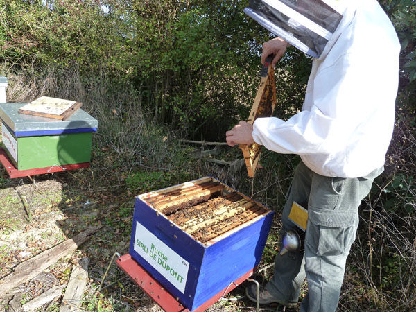 La ruche Lusciniole a moustaches