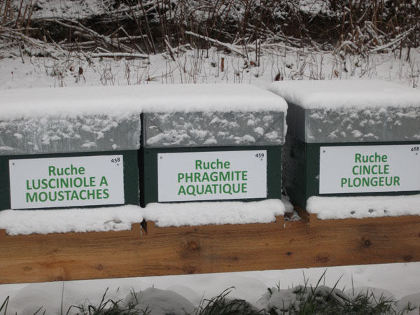 La ruche Lusciniole a moustaches