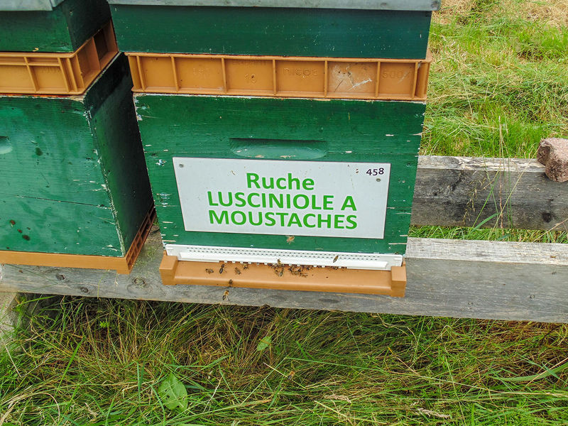 La ruche Lusciniole a moustaches