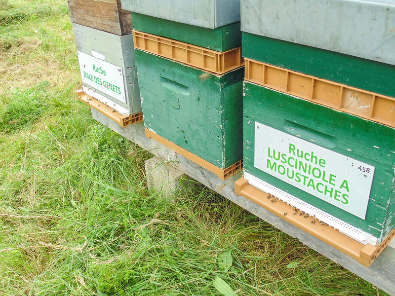 La ruche Lusciniole a moustaches