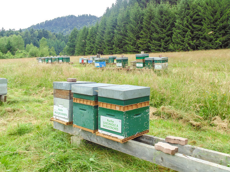 La ruche Lusciniole a moustaches