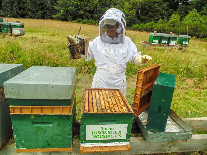 La ruche Lusciniole a moustaches