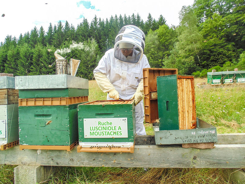 La ruche Lusciniole a moustaches