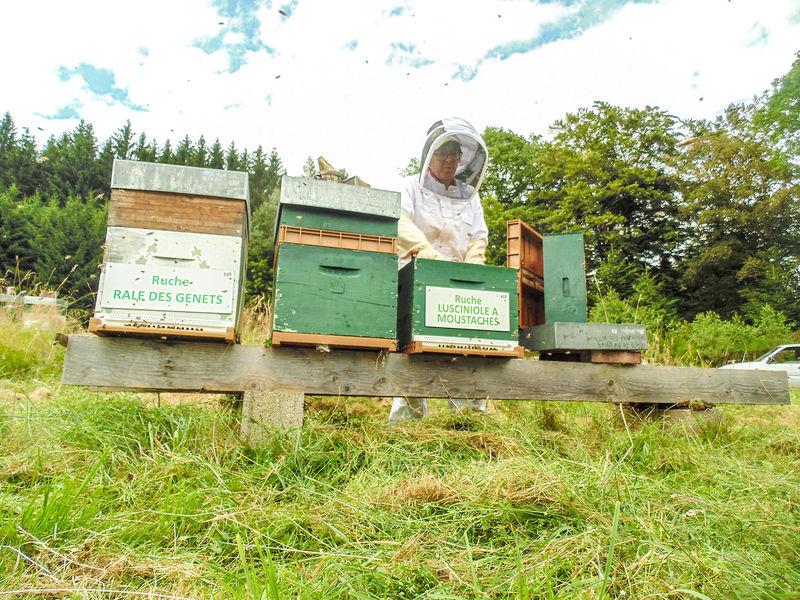 La ruche Lusciniole a moustaches