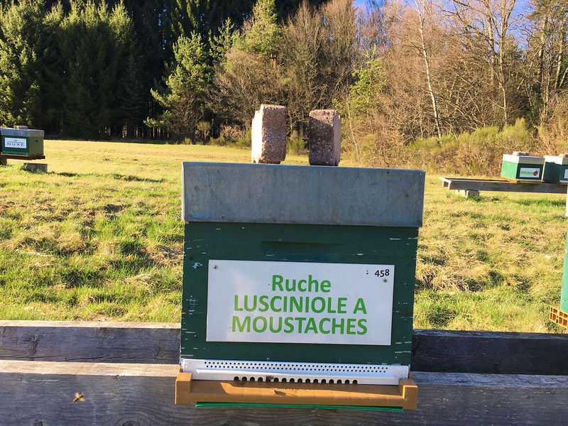 La ruche Lusciniole a moustaches