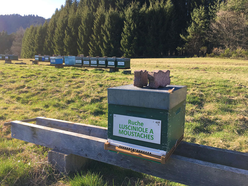 La ruche Lusciniole a moustaches