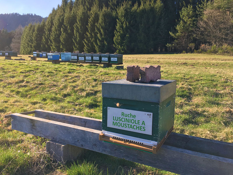 La ruche Lusciniole a moustaches