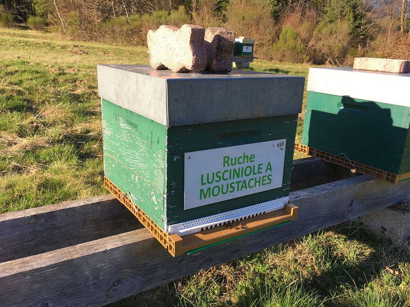 La ruche Lusciniole a moustaches