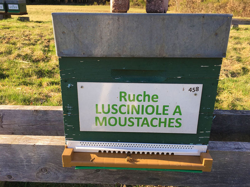 La ruche Lusciniole a moustaches