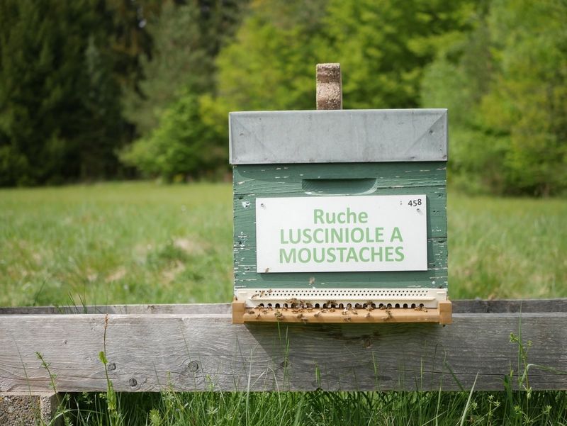 La ruche Lusciniole a moustaches