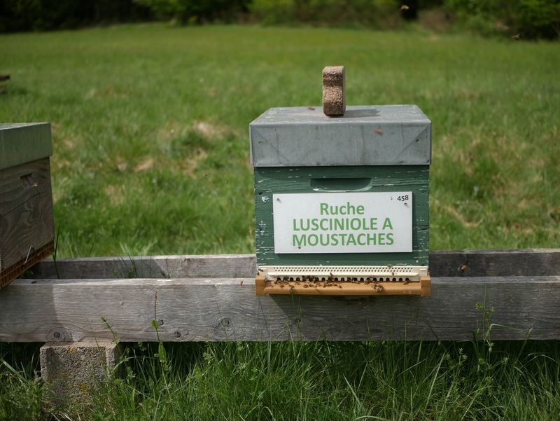 La ruche Lusciniole a moustaches