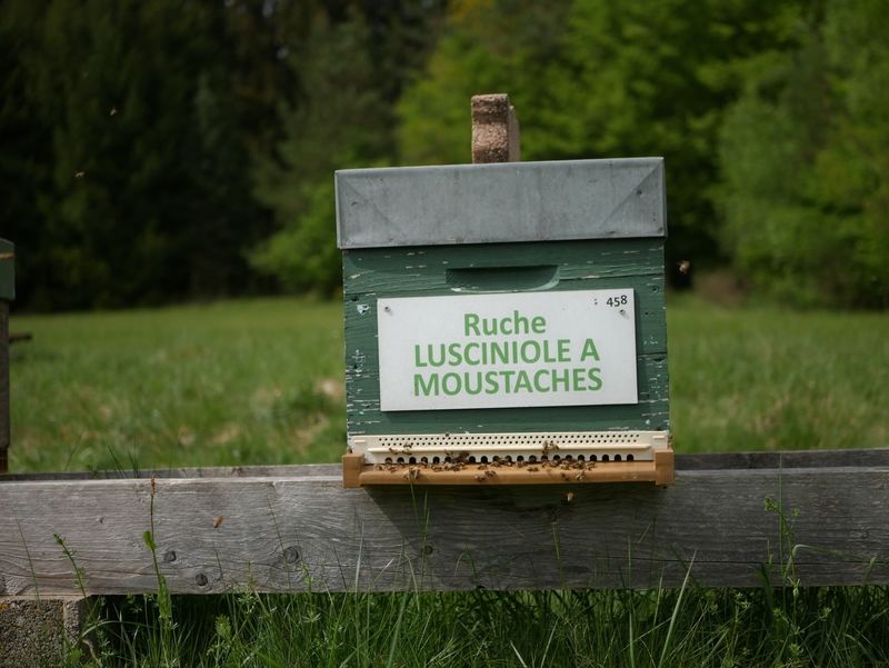 La ruche Lusciniole a moustaches