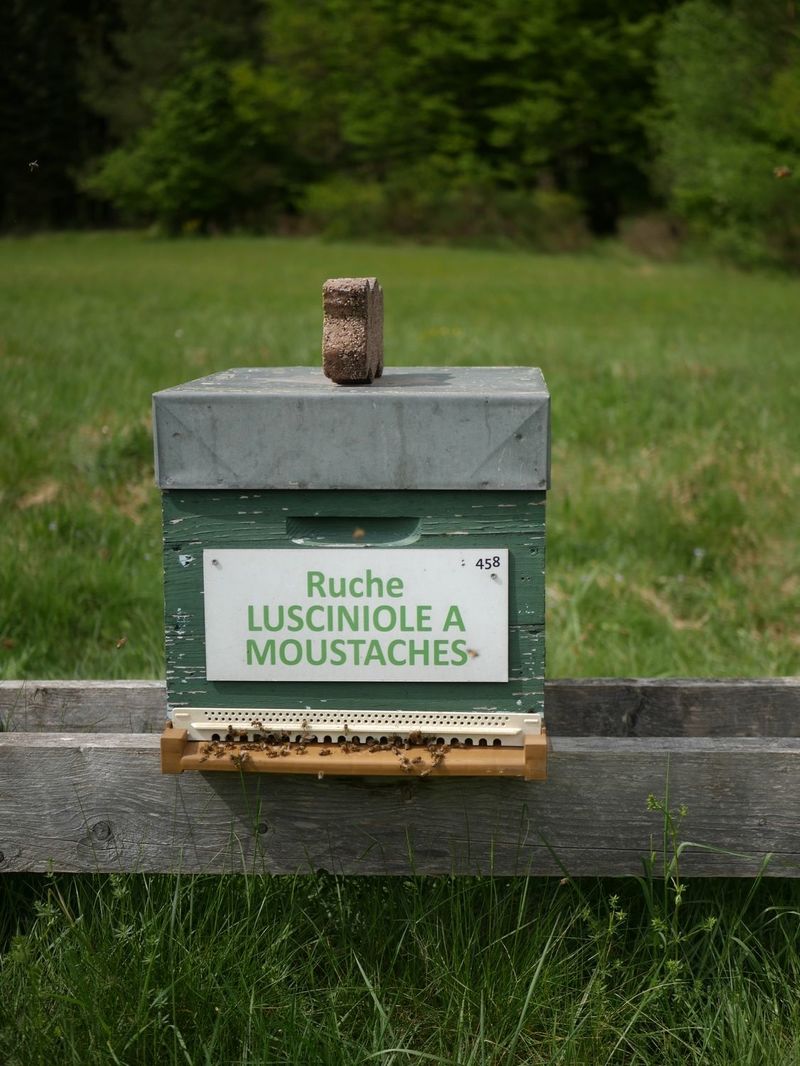 La ruche Lusciniole a moustaches