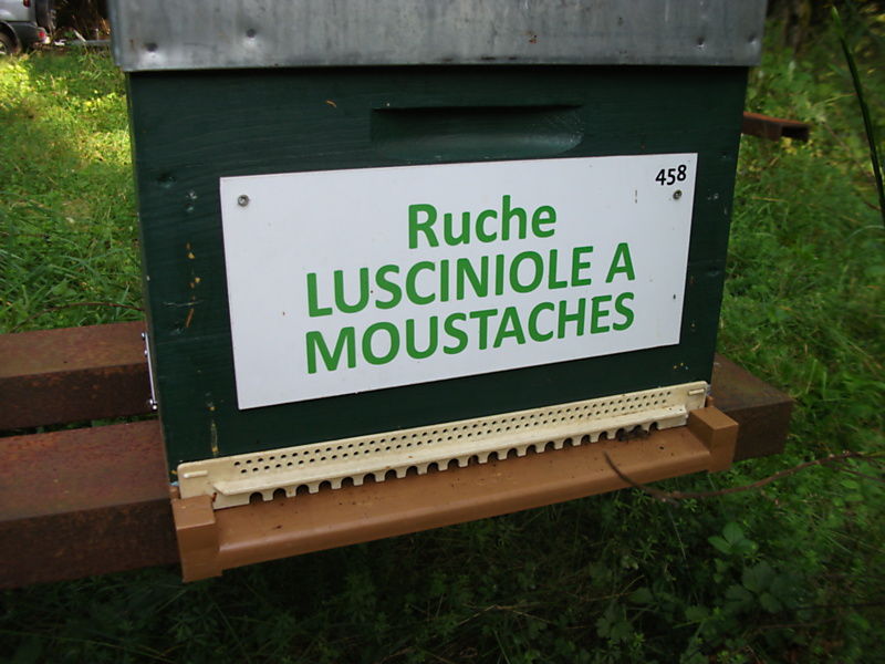 La ruche Lusciniole a moustaches