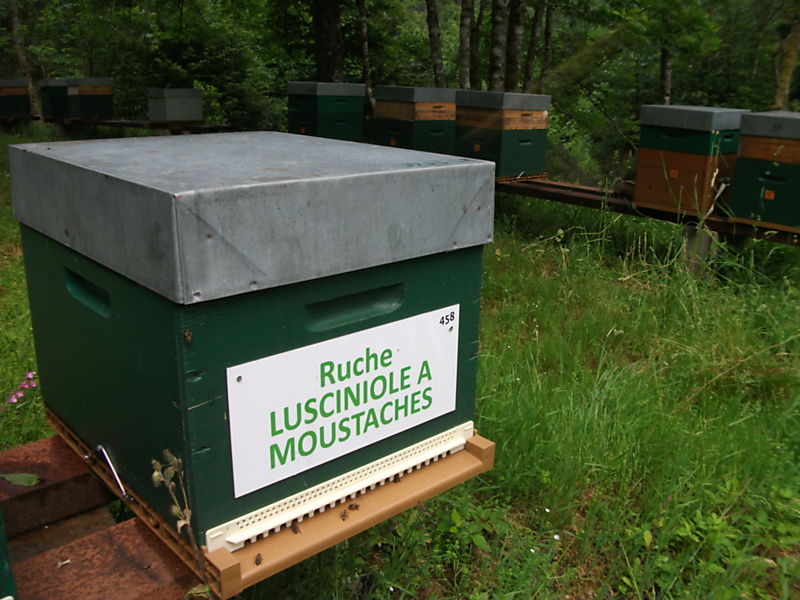 La ruche Lusciniole a moustaches