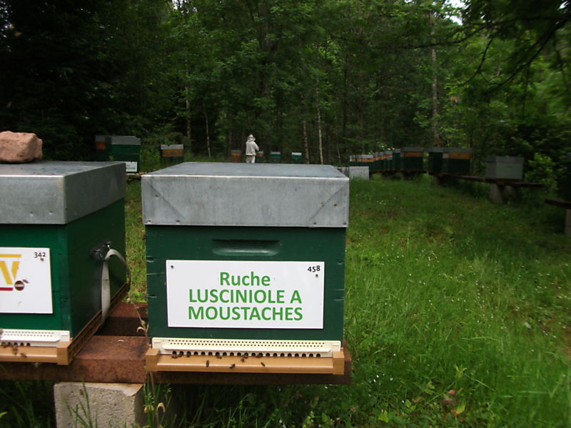 La ruche Lusciniole a moustaches