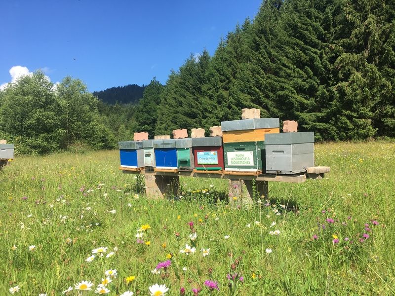 La ruche Lusciniole a moustaches