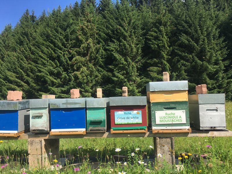 La ruche Lusciniole a moustaches