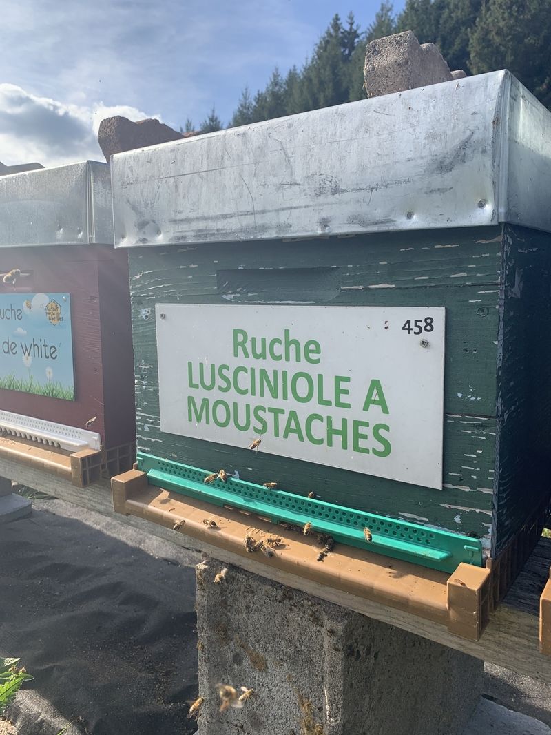 La ruche Lusciniole a moustaches