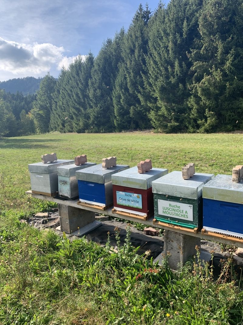 La ruche Lusciniole a moustaches