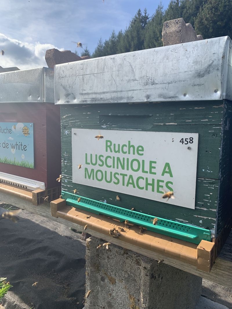 La ruche Lusciniole a moustaches